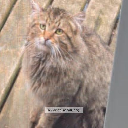 Photo 1/1 Chat trouvé Trouvé à Montreal