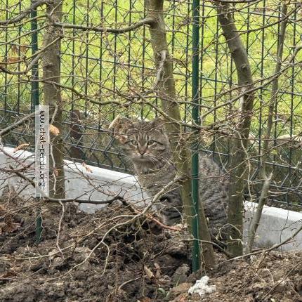 Photo 1/1 Chat trouvé Trouvé à Saint laurent blangy