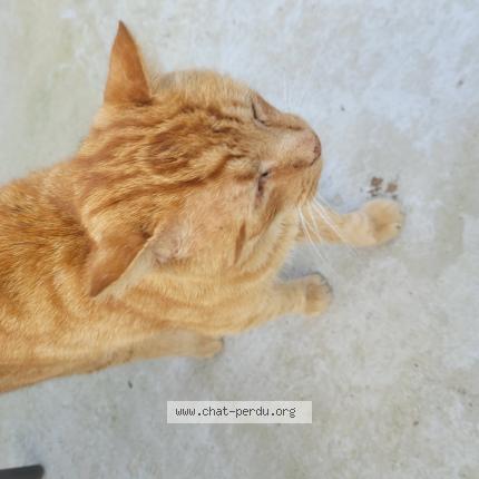 Photo 1/1 Chat trouvé Trouvé à Woippy