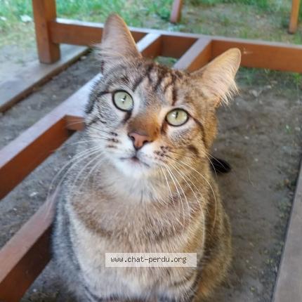 Photo 1/1 Chat retrouvé Perdu à Conflans Sainte Honorine