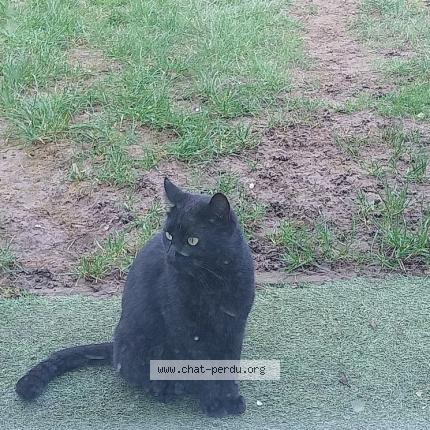 Photo 1/2 Chat retrouvé Trouvé à Bruxelles