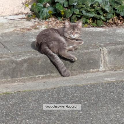 Photo 1/1 Chat trouvé Trouvé à Toulouse