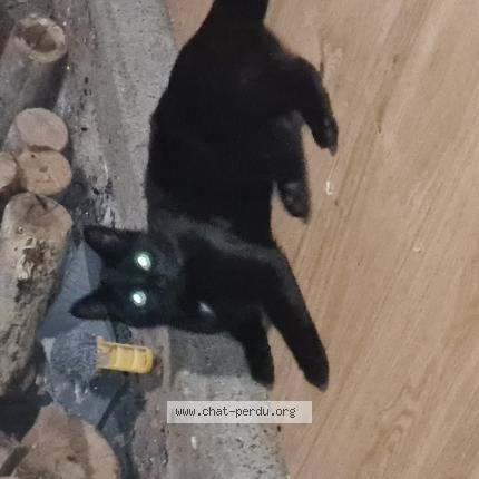 Photo 1/1 Chat retrouvé Perdu à St Gelais