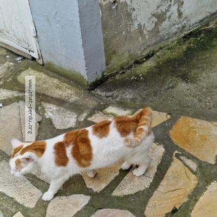 Photo 1/1 Chat retrouvé Trouvé à Palaiseau