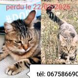 Photo de chat perdu à Cugnaux