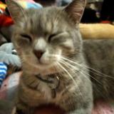 Photo de chat perdu à Rouen