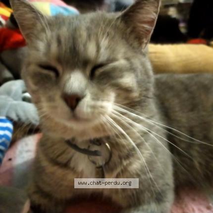 Photo 2/2 H&eacute;lios Chat perdu à Rouen