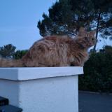 Photo de chat perdu à Bagnols En Foret