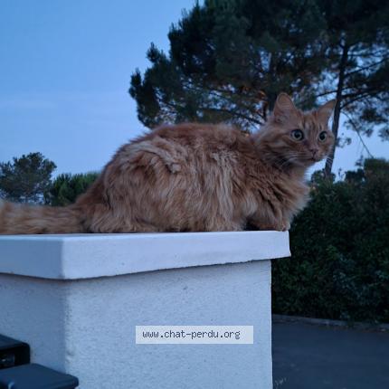 Photo 1/1 Numérobis Chat perdu à Bagnols en foret