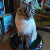 Photo de chat perdu à Beaucaire