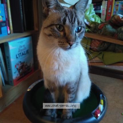 Photo 1/1 Everest Chat perdu à Beaucaire