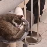 Photo de chat perdu à Coueron