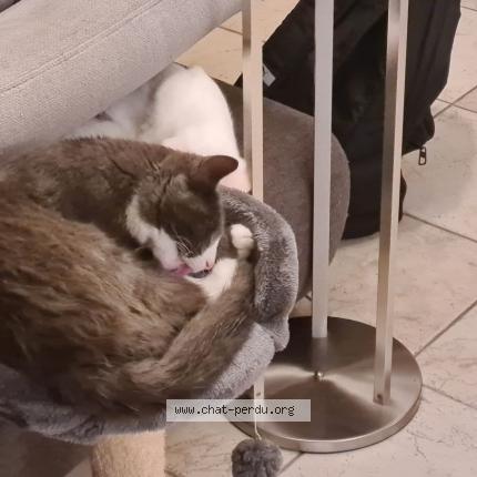 Photo 1/1 Whopper Chat perdu à Coueron