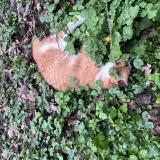 Photo de chat trouvé à Jouy