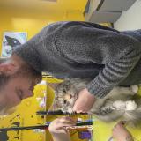 Photo de chat perdu à Megeve