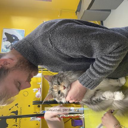 Photo 1/1 Sottise Chat perdu à Megeve