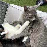 Photo de chat perdu à Yutz