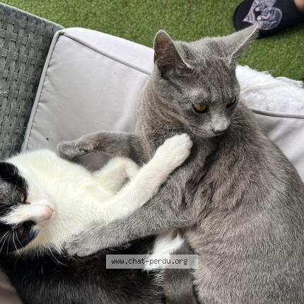 Photo 1/1 Naya Chat perdu à Yutz