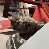 Photo de chat perdu à Nice