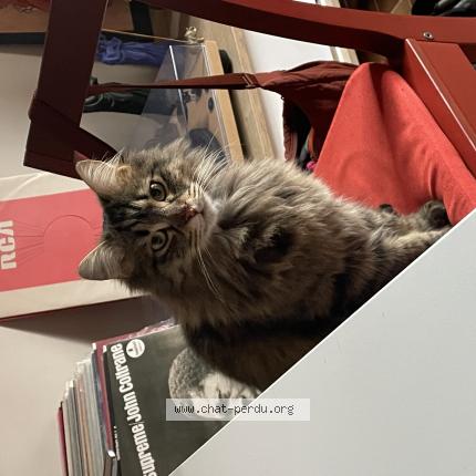 Photo 1/1 Bob Chat perdu à Nice