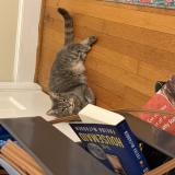 Photo de chat perdu à Ruther Glen