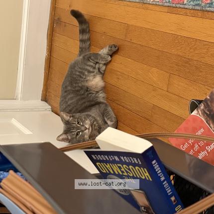 Photo 1/1 Harley Chat perdu à Ruther glen