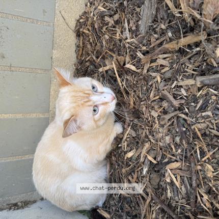 Photo 1/1 Chat trouvé Trouvé à Montreuil