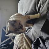 Photo de chat perdu à Saint Jory