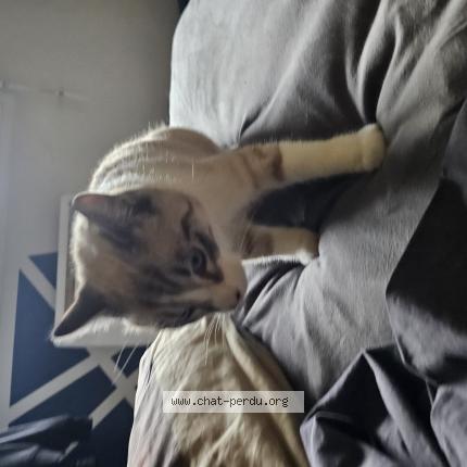 Photo 1/1 Azur Chat perdu à Saint jory