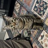 Photo de chat perdu à Beziers