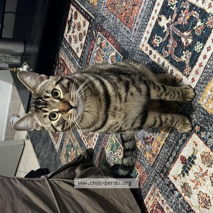 Photo 1/1 Winnie Chat perdu à Beziers