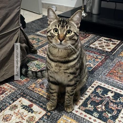 Photo 1/1 Winnie Chat perdu à Beziers