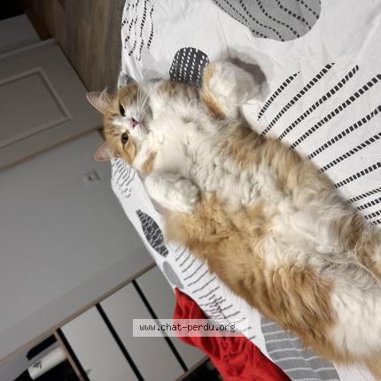 Photo 1/1 Chopper Chat perdu à Anglet