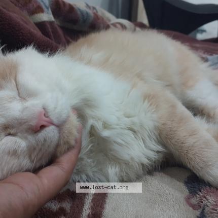 Photo 1/1 Chat trouvé Trouvé à Rawalpindi