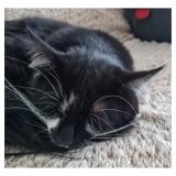 Photo de chat perdu à Lievin