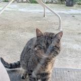 Photo de chat trouvé à La Burbanche