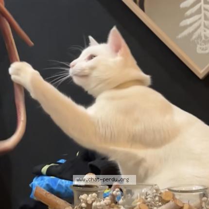 Photo 1/1 Chat retrouvé Perdu à Hayange