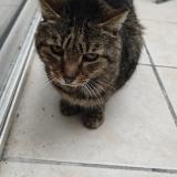 Photo de chat trouvé à Bordeaux 33800