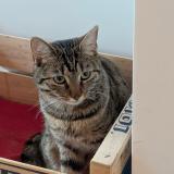 Photo de chat perdu à Nice