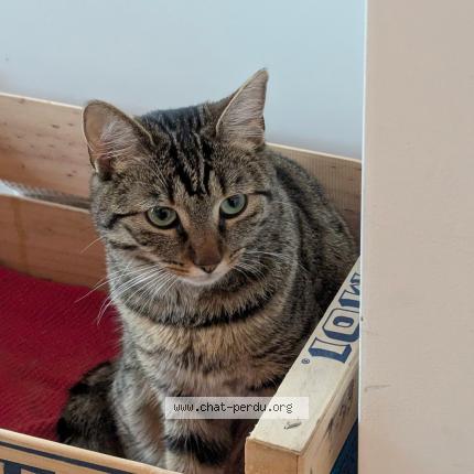 Photo 1/1 Yuka Chat perdu à Nice