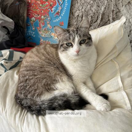 Photo 1/1 Chat retrouvé Perdu à Pessac