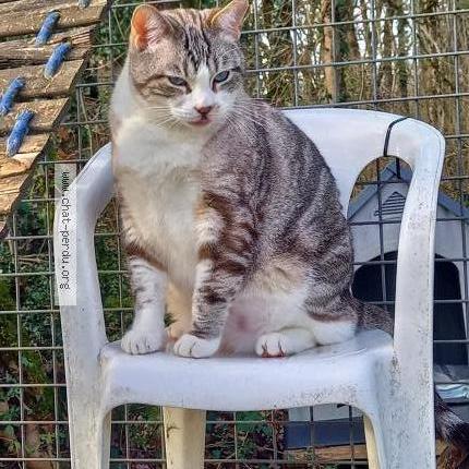 Photo 1/1 TATSU Chat perdu à Saint cere