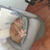 Photo de chat perdu à Six Fours