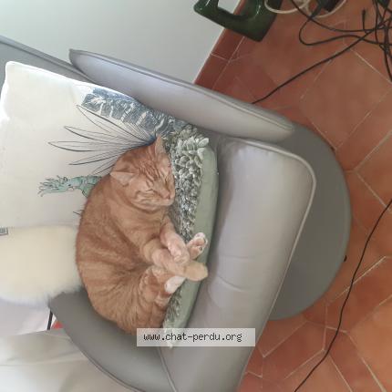 Photo 1/1 smoothie Chat perdu à Six fours