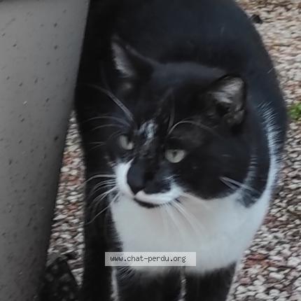 Photo 1/1 Chat trouvé Trouvé à Aubagne