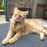 Photo de chat perdu à Ribemont