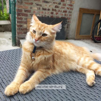 Photo 1/1 Zephir Chat perdu à Ribemont