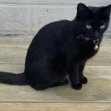 Photo de chat perdu à Gorges