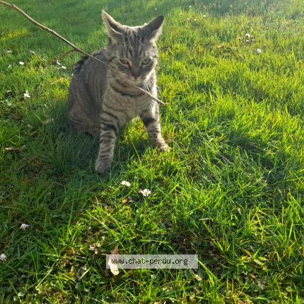 Photo 1/1 Chat trouvé Trouvé à St clair de la tour 38110