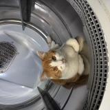 Photo de chat perdu à Montreal